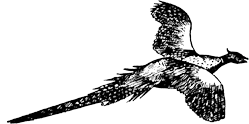 Images: fazanks.gif