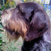 Članski avatar