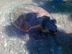 Spašena morska kornjača