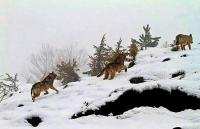 Tri velika vuka snimljena na planini u Srbiji