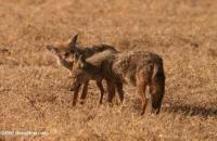 Čortanovačka Šakalijada 2013