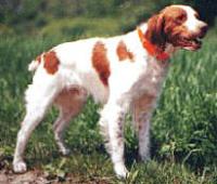 AICEB kaznio Srpski klub epanjol bretona - 5 godina zabrane organizacije takmičenja!