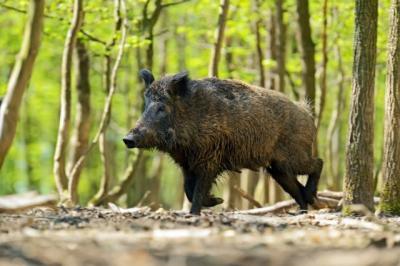 Divlje svinje doplivale do Štranda i napale, potera u toku