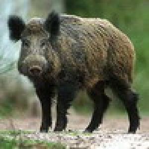 Komercijalni lov divlje svinje u Čurugu
