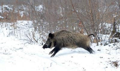 Због повећаног броја дивљих свиња у рудничко-таковском крају продужена сезона лова