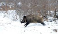 Због повећаног броја дивљих свиња у рудничко-таковском крају продужена сезона лова