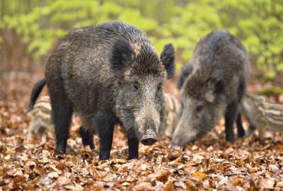 MUKE LOVACA: Divlje svinje se najele, pa neće da idu u šumu