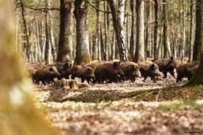Svinjska kuga u Evropi - masovno se uništavaju divlje svinje