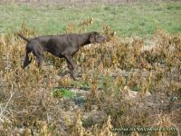 LOVNO KINOLOŠKI KUP ZA REGIJU SREMA U DEČU