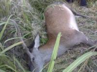 Pronadjen jelen ustreljen sačmom!