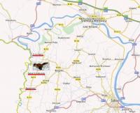 Prva hajka na lisicu - "Drinska lisica"