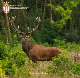 Донете измене и допуне Правилника о проглашавању ловостајем заштићених врста дивљачи