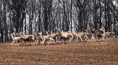 Veliki uspeh Vojvodinašuma - naseljavanje jelena