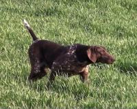 Nacionalna utakmica ptičara u Valjevu