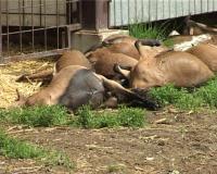 Još jedan pokolj od pasa lutalica!!