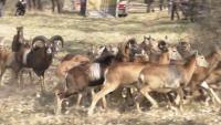 Od 2024. godine ponovo lov na muflone i jelene lopatare u “Subotičkim šumama”