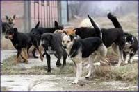 Kurir piše o psima lutalicama