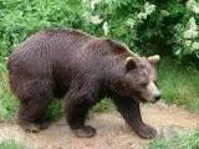 Medved u ravnici?