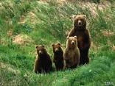 Genetičko brojanje medveda
