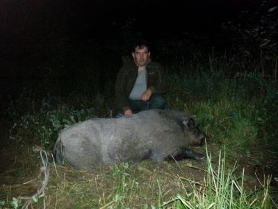 Odstreljen divlji vepar oko 200 Kg