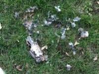 POMOR PTICA U TIMOČKOJ KRAJINI