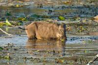 Divljač beži od poplava