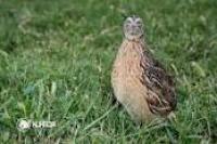 Predlog za zabranu lova na prepelice i grlice