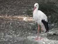 Kako se ponašaju zaštitari kad pticama treba pomoć?