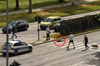 Automobil udario srndaća na pešačkom prelazu na Novom Beogradu