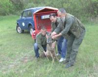 Lovci Kruševca vratili srndaća u prirodu