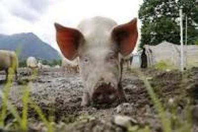 Da li je pošast stigla u Srbiju?