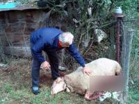 Vukovi nedaleko od Prokuplja zaklali šest ovaca