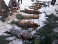 SABOR LOVACA VRANJSKI VUK 2013