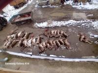 Tragedija u ZOO vrtu kod Vršca - Divljač stradala od napada pasa lutalica