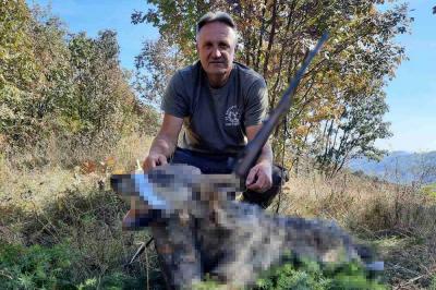 Oči u oči sa predatorom, vukova na teritoriji Kosjerića iz dana u dana sve je više