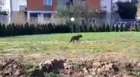 Vuk u sportskom centru Žitoradja!