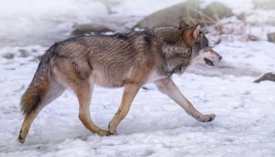 Despotovac: Krenuo lov na vuka
