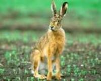 Izmena pravilnika o lovostaju divljači