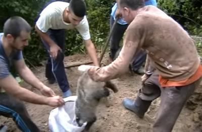 Srbija: 10.000 životinja svake godine su žrtve surovog iživljavanja