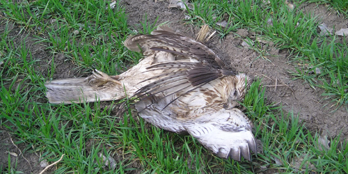 news: ubijanje-ptica_500x250.jpg news: ubijanje-ptica_500x250.jpg