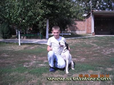 Engleski seter (english setter)