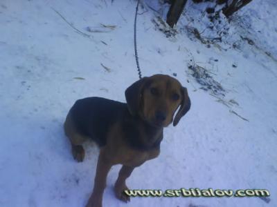hanka