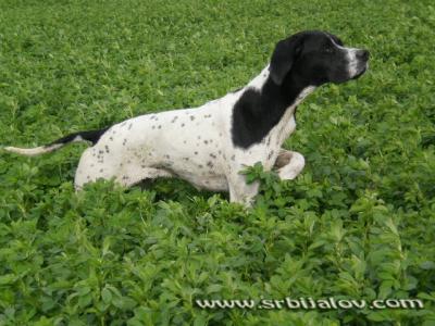 engleski pointer