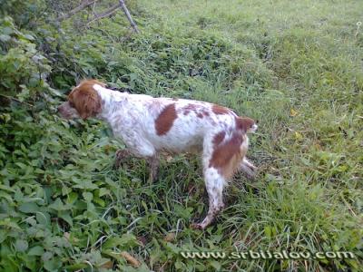 EPANJEL BRETON