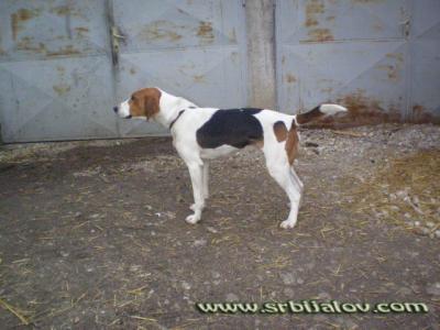 Cezar