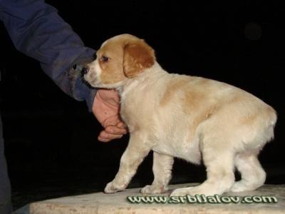 rubi