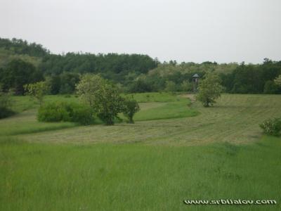 Čeka 