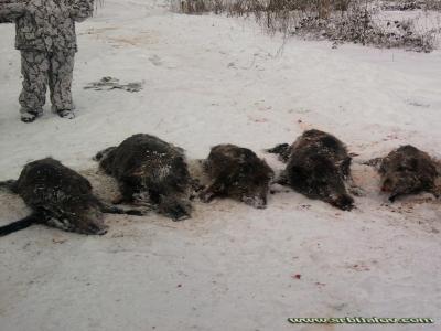 lov  na  divlje  svinje  2012