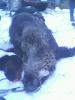 img0052a_t1.jpg