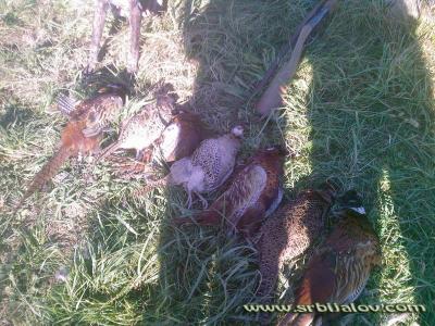 lov na fazana i koku